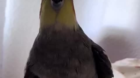 Beautiful tia bird 🐦 trending video