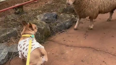 Dog 🐶🐕 V/S SHEEP 🐏🐑 FIGHTING #viral