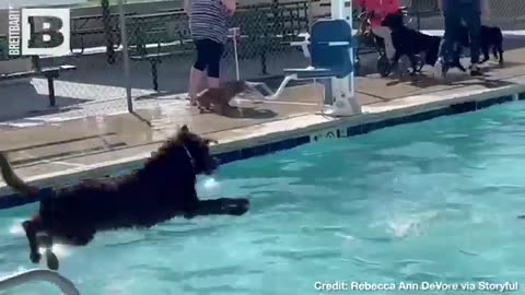 Puppy Pool Party!