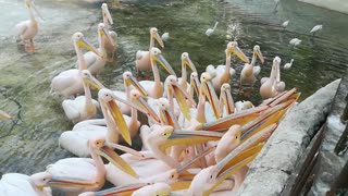 Hungry Packed Pelican Waits Stranger Snack Fish