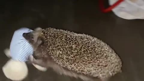 The hedgehog took my teddy bear