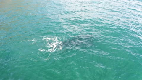 Grey Whale on the shallow end in a clear water