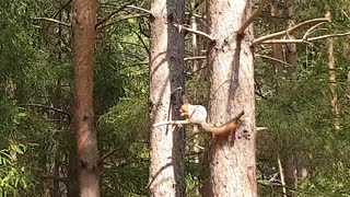 Squirrel on a tree gnaws nuts