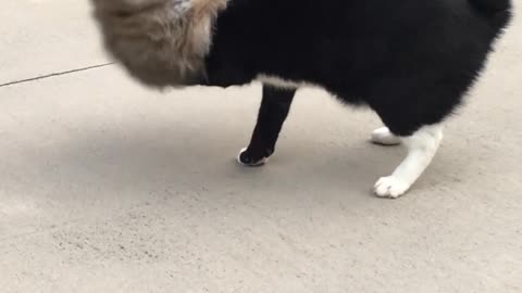 Puffy Pup And Pretty Cat Get Into Rowdy Driveway Scuffle