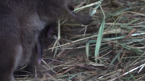 Kangaroo Baby Marsupial Mammal Australia Cute