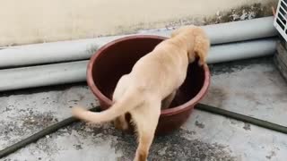 Doggy Tears Around Rooftop With Its Favorite Tub