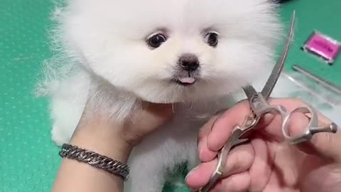 Dog Pet Puppy Grooming Teddy bear hairstyle