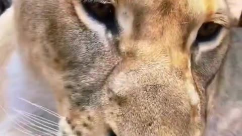 Big Cat Boops! AMAZING