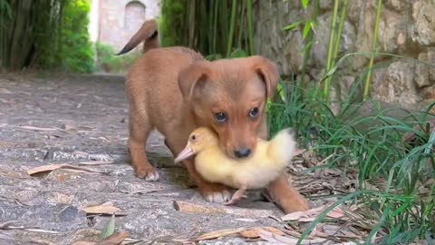 The little duck is tired from walking, and the dog holds the little duck in its mouth