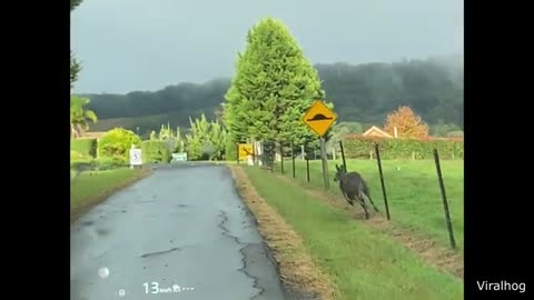 Kangaroos Can't Nail The Take Off Jump