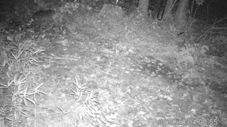 Eastern NC Raccoon 10-4-21