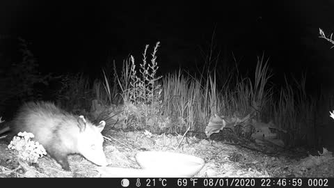 Possum Albert Junior Chowing Down