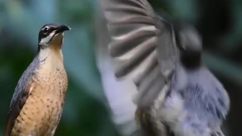 juvenile male Victoria rifle bird failed to impress this female while practicing the mating dance💚