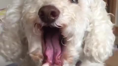 White dog howling when owner asks if its snack time