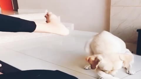 Cutest funny dog is entertaining with his owner