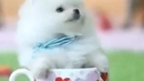 Baby pomeranian puppy