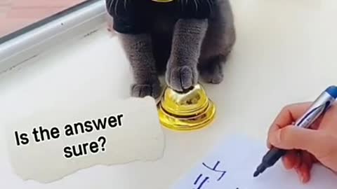 Cute cat answer the calculation of mathematics