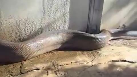 Snake funny video