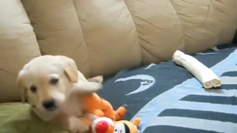 Labrador puppy howling