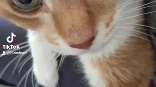 Cute older cat too close to camera