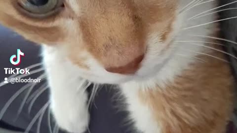 Cute older cat too close to camera