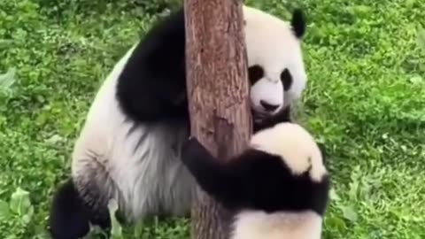 Cutie😍🥰😍 🐼🐼🐼Panda🐼🐼🐼🐼