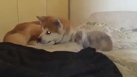 Bunny Cuddles with Doggo