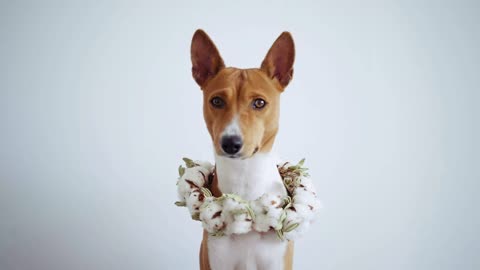 Sad and emotional cute little pup of rare basenji breed