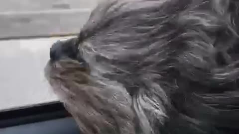 Puppy hair flows in wind