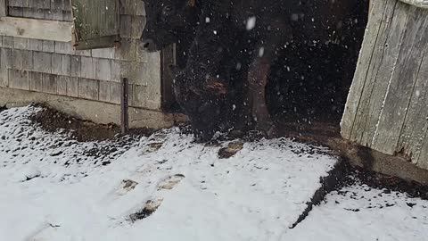 The cows first snow