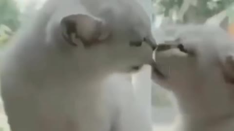 Cuty cat kissing video try not to lough romance cat