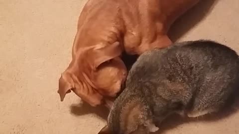 Pitbull vs. Cat Round 1