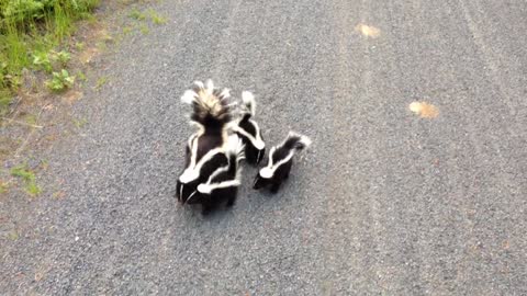 Cyclist Meets Family of Skunks