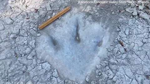 Dinosaur tracks from 113m years ago uncovered due to severe drought