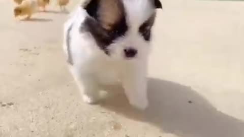 Cute dog