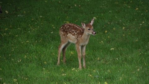 A young deer fawn shakes the water from its back in slow motion