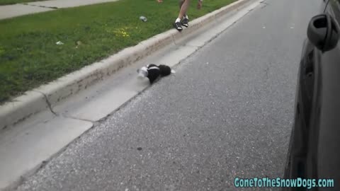 Driver Rescues Skunk With Head Caught In Plastic Cup