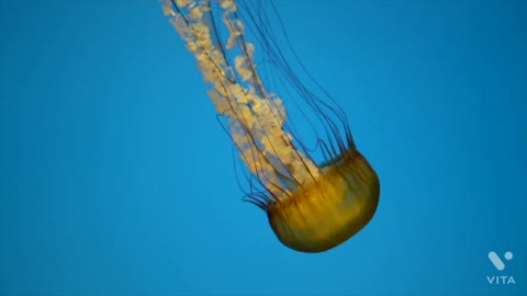 Jelly fish amazing life