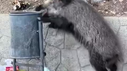 Hog thinks garbage can is a piñata