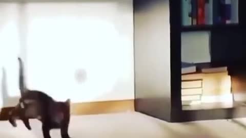 Cat Discovering its shadow