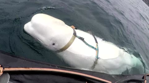 'Russian spy' whale was not killed by humans, say Norway police