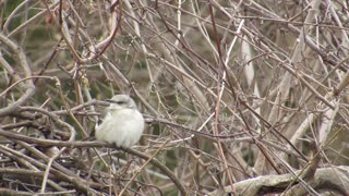 Mockingbird. Florida State Bird