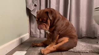 English Bulldog Falls Asleep Sitting Up