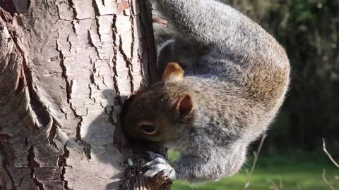 Upside down Squirrel eating nuts from Treasure Hunt