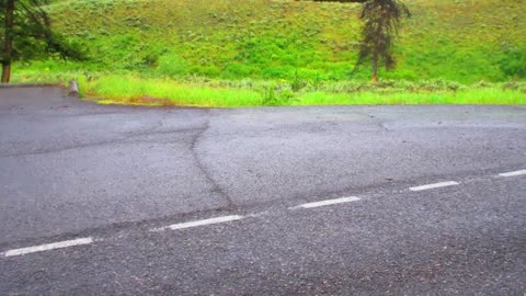 Bison Decide to go on a Morning Fun Run in the Middle of the Road