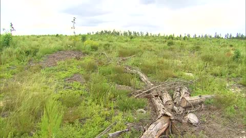 19 black families buy 100 acres of land in Georgia to start safe haven for people of color