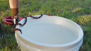 Coral Snake Balances on Bucket's Edge