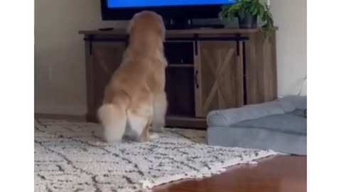 Small cute puppy funny video