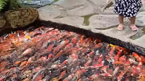 Koi Fish Feeding Frenzy