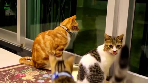 Enjoy Funny Cats and Kittens Meowing Compilation